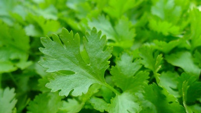 Parsley in the tundra