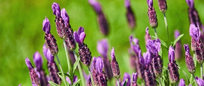 Brief information about the active ingredients of medicinal plants