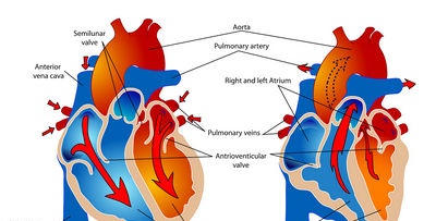 Brevemente sobre la estructura del sistema cardiovascular.