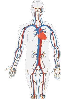 باختصار حول هيكل نظام القلب والأوعية الدموية