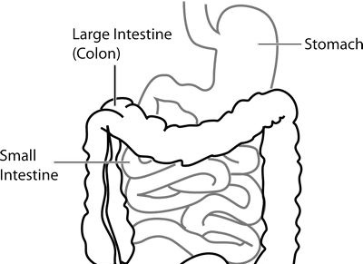 Brevemente sull'anatomia e la fisiologia del tratto gastrointestinale