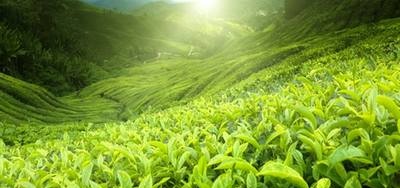 Zalety zielonej herbaty
