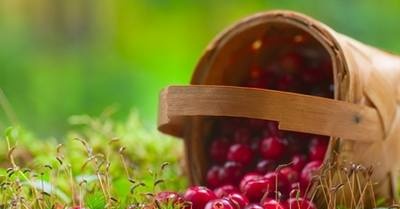 Cranberries - beneficial properties