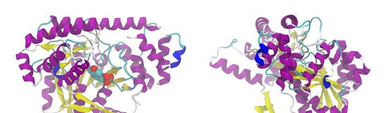 كيف يتم بناء هياكل البروتين