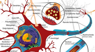 The nervous system and its work