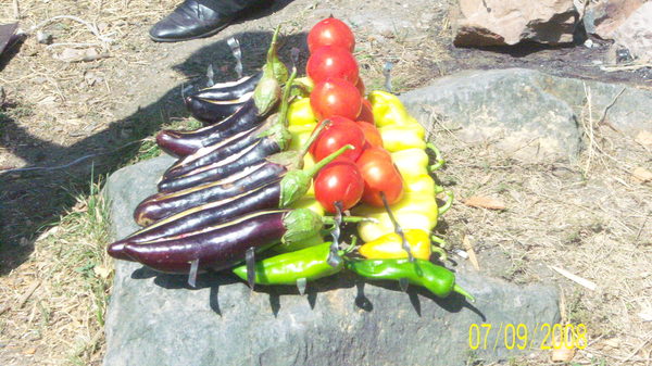 Leninakan salad or vegetable khorovats