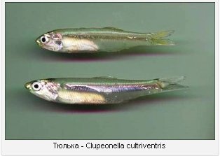 Capelin trong bột