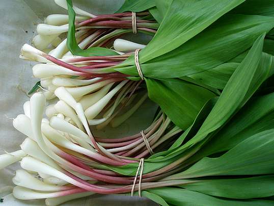 Arrows of pickled garlic