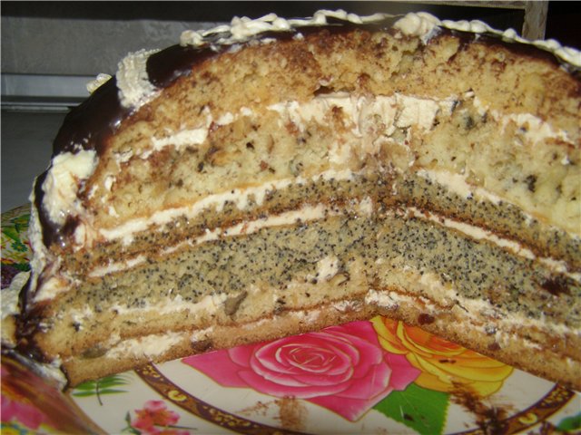 Diplomata torta