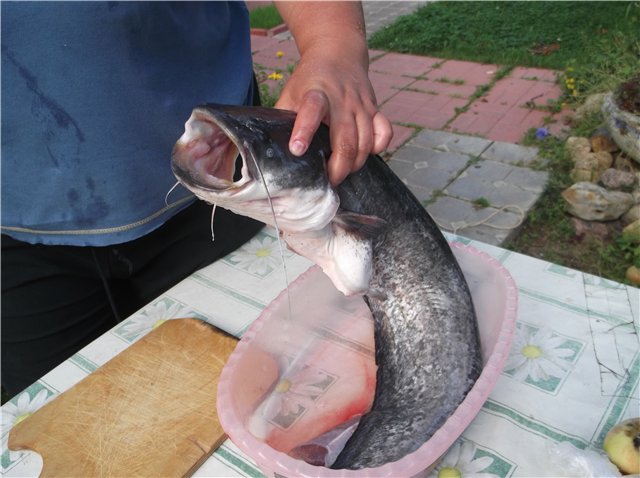 سمك السلور في جهاز Airfryer