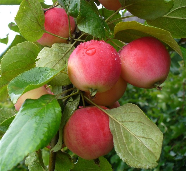 Jablečné želé