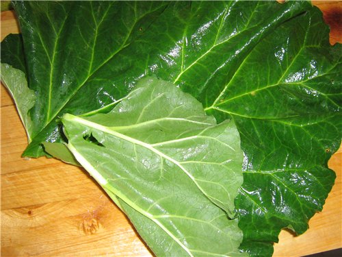 Cabbage rolls in rhubarb leaves