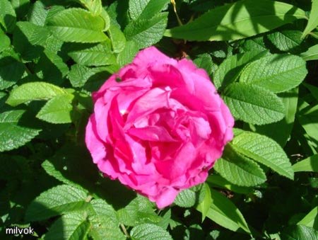 Rose petal jam Gulbesheker