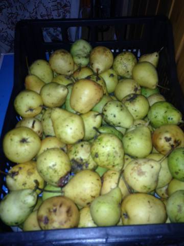 Varenka with pear pieces