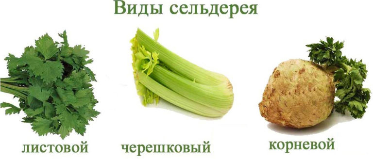 Celer a jablečný salát Pro ty, kteří si chtějí celer zamilovat