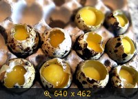 Gepocheerde eieren (masterclass)