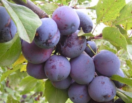 A la Prunes trong máy sấy điện