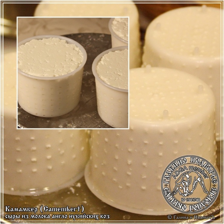 גבינת קממבר עשויה מחלב עזים