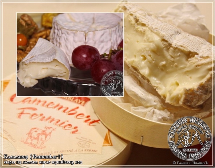 Camembert cheese made from goat milk