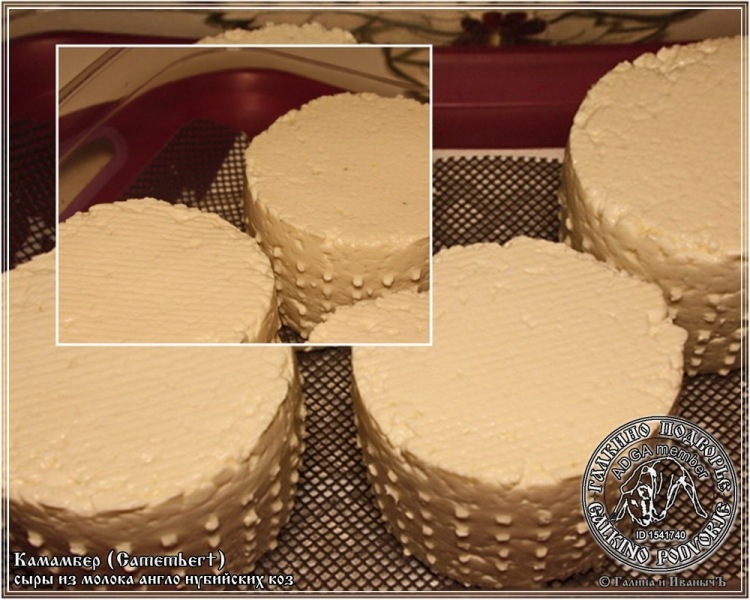 גבינת קממבר עשויה מחלב עזים