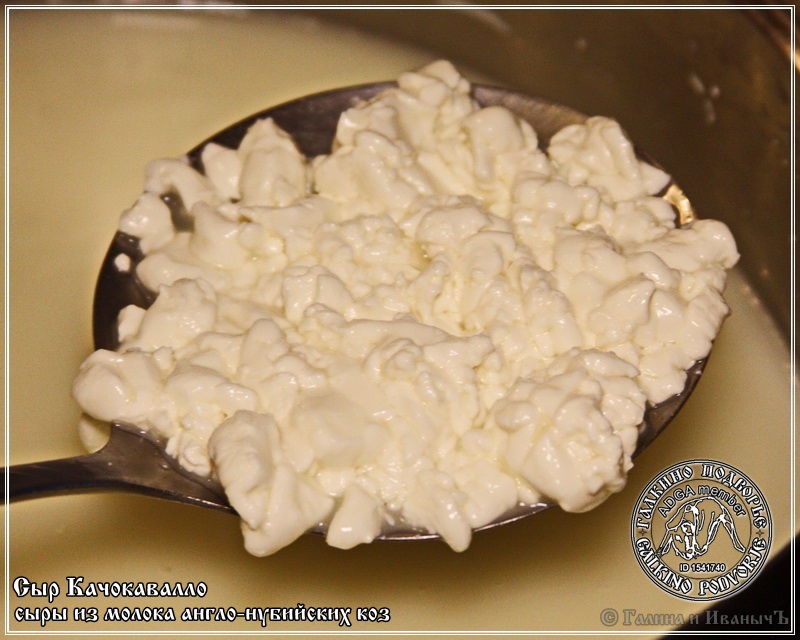 Angol-núbiai kecsketejből készült cachocavallo sajt