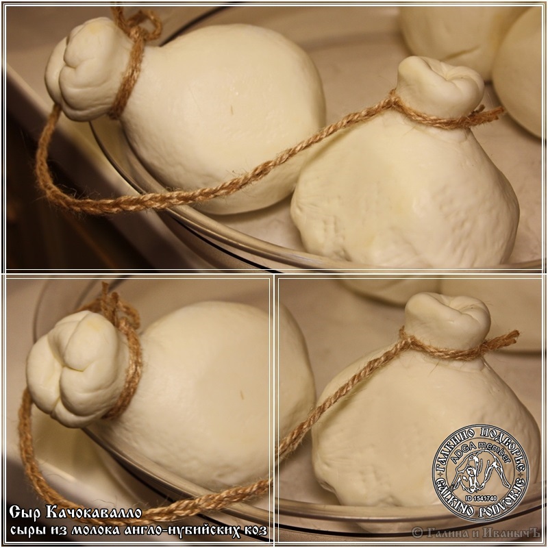 جبن كاشوكافالو مصنوع من حليب الماعز الأنجلو النوبي