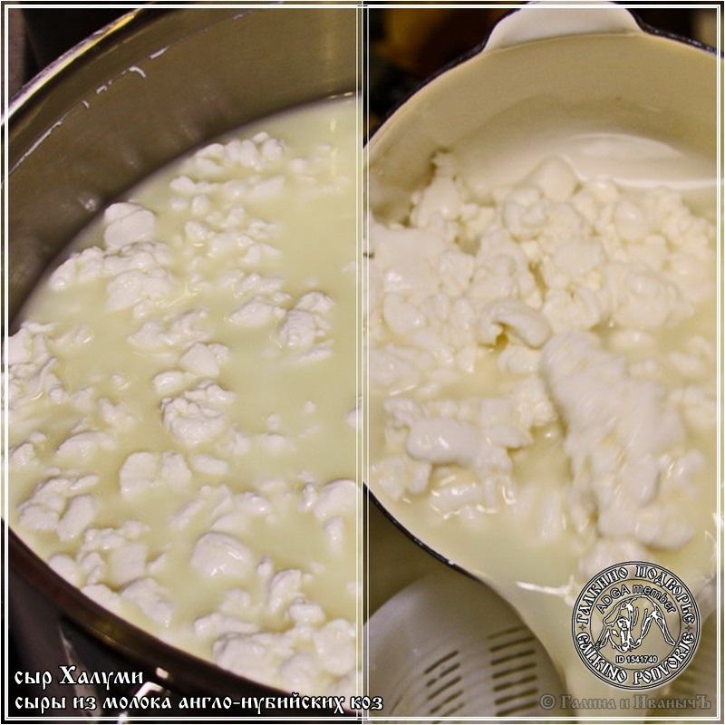 גבינת חלומי ואנרי מחלב עיזים אנגלו-נובי