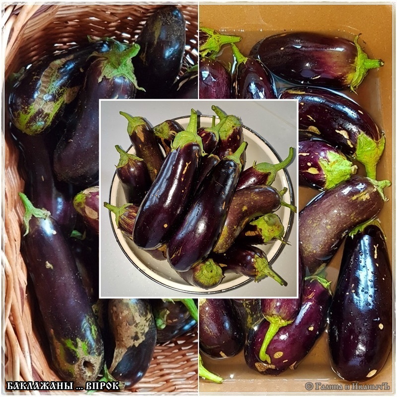 Eggplant for future use
