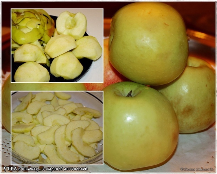 ברווז מבושל בתפוחים עם אנטונובקה מטוגנת