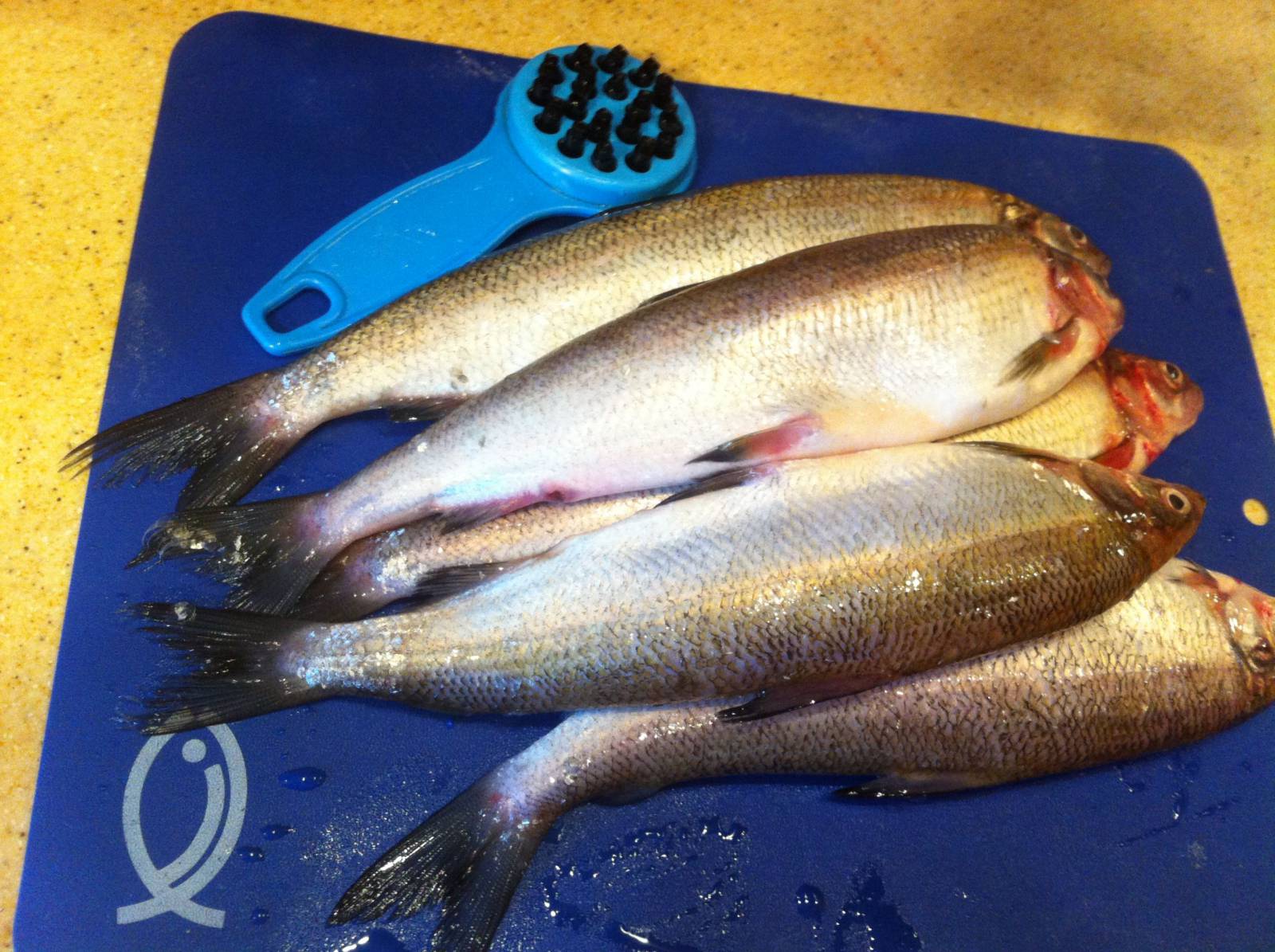 Fish scalers