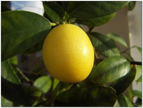 Lemon mannik