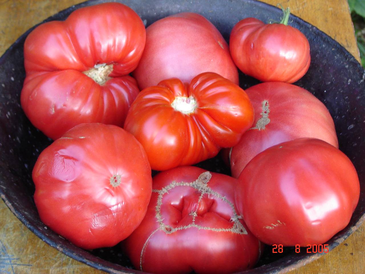 Sałatka z pomidorów i cebuli