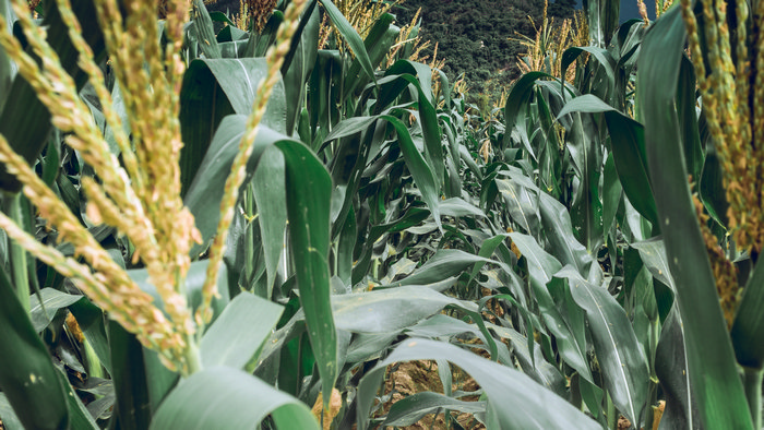 Podbijanie świata kukurydzą