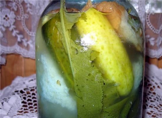 Lightly salted cucumbers on white bread