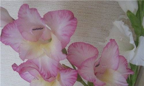 Gladioli from mastic (master class)