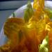 Zucchini flowers baked in cream in La Cucina Italiana