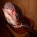 Silver carp (cooking recipes)