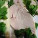 Turkey fillet with Bechamel sauce (Sous-Vid Steba SV-1)