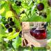 Blackcurrant liqueur