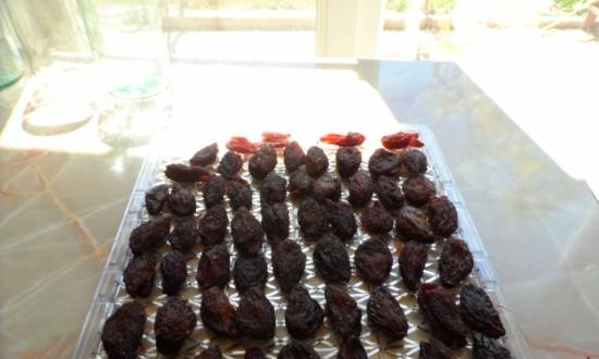 Dried prunes in the dryer Travolka