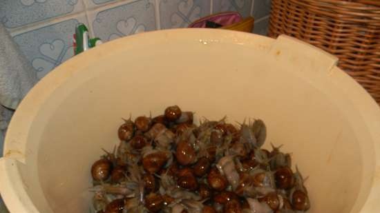 Study about grape snails