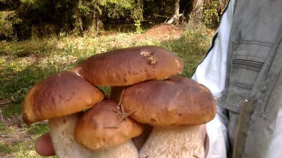 Zuppa di funghi in brodo dalla lingua bollente