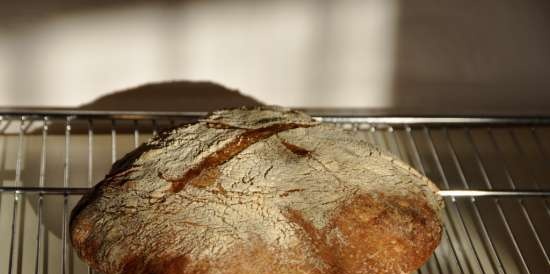 Rustic wheat bread (Pane Bigio) in the oven