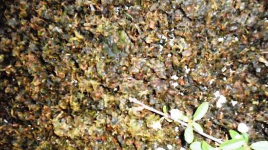 Té fermentado elaborado con hojas de jardín y plantas silvestres (clase magistral)