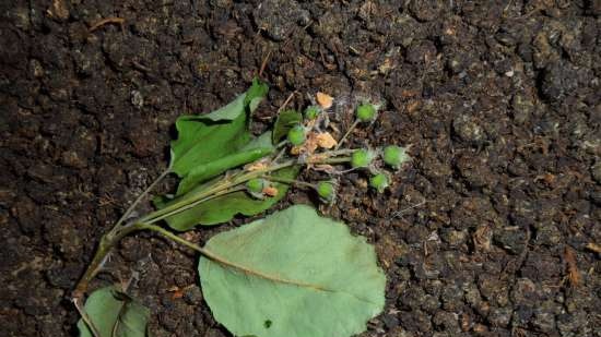 Té fermentado elaborado con hojas de jardín y plantas silvestres (clase magistral)