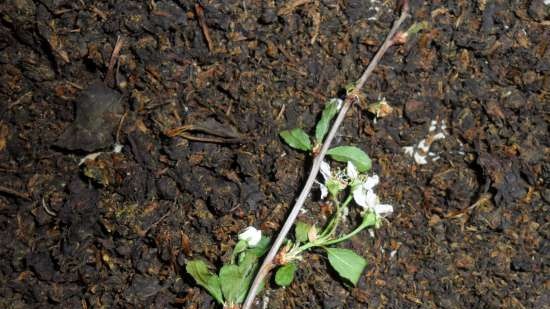 Gefermenteerde thee gemaakt van bladeren van tuin en wilde planten (masterclass)