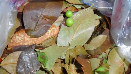 Fermented tea made from leaves of garden and wild plants (master class)