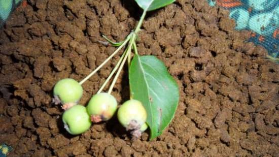 Gefermenteerde thee gemaakt van bladeren van tuin en wilde planten (masterclass)