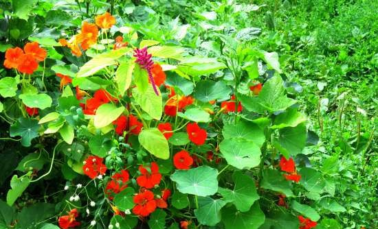 Nasturtium kapribogyó