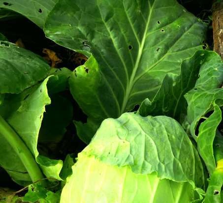 Country cabbage soup with sorrel and apple